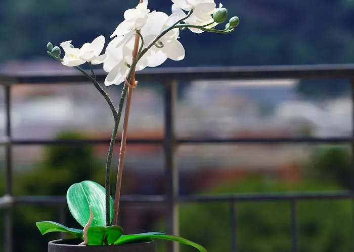 Casa Nelida, Centre Apartment Sorrento